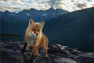 Illustration for article titled Nature's Candids: The Best Wildlife Camera-Trap Photography Of 2014